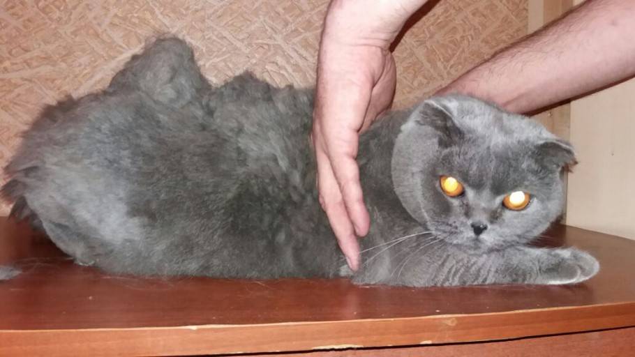 Колтуны у кошек причины и лечение