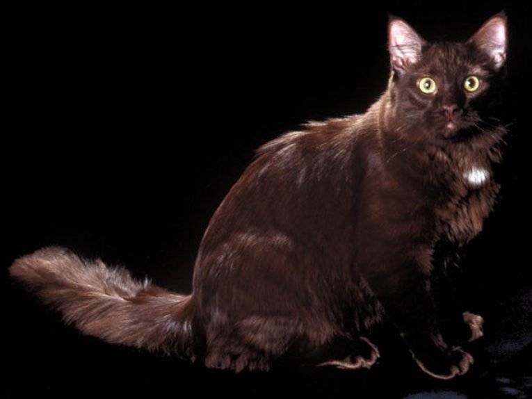 Йоркская шоколадная кошка (chocolate york cat)