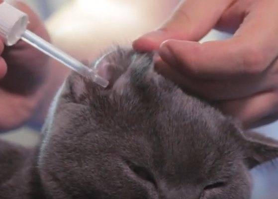 Гигиеническая процедура чистки ушей коту, использование инструментов и составов
