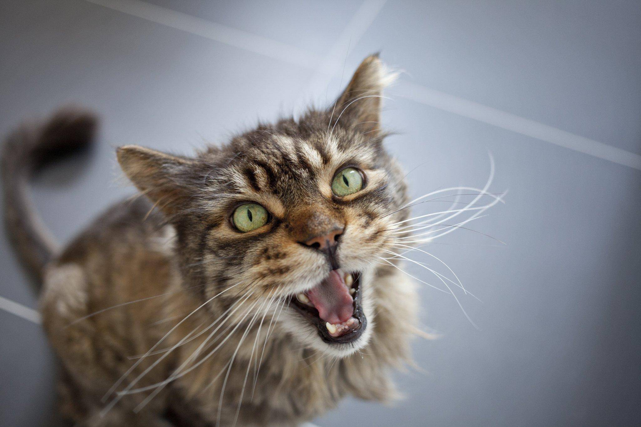 Кошка мяукает: какие звуки, что значат, как отучить бегать и мяукать по ночам, что означает беспокойное поведение?