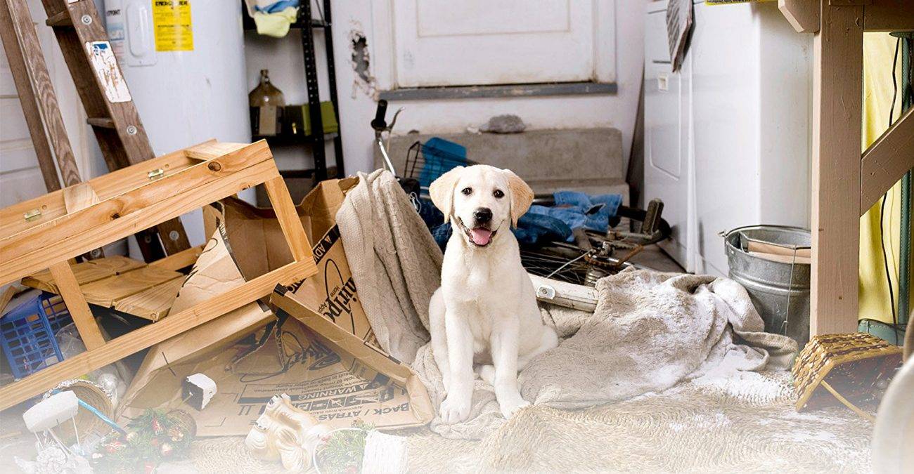 Собака одна дома: как приучить собаку оставаться одной и отучить лаять и скулить
