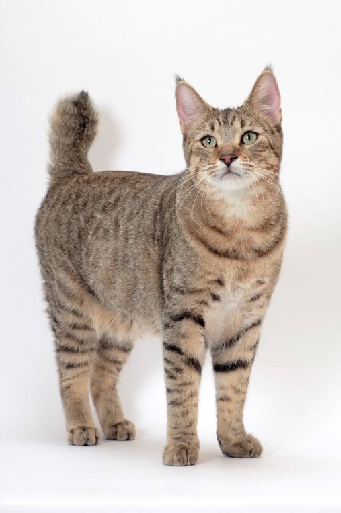 Пиксибоб: 50 фото, описание, окрас, характер, стандарт породы кошек