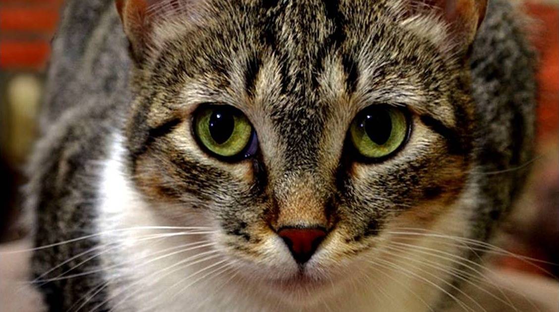 Бразильская короткошерстная кошка (22 фото): описание породы, особенности содержания взрослых котов, кошек и котят