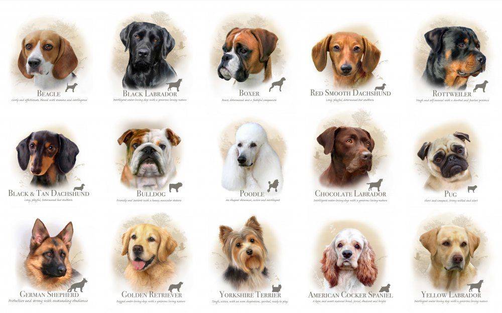 У каких собак выпадают глаза — список пород с фото и названиями