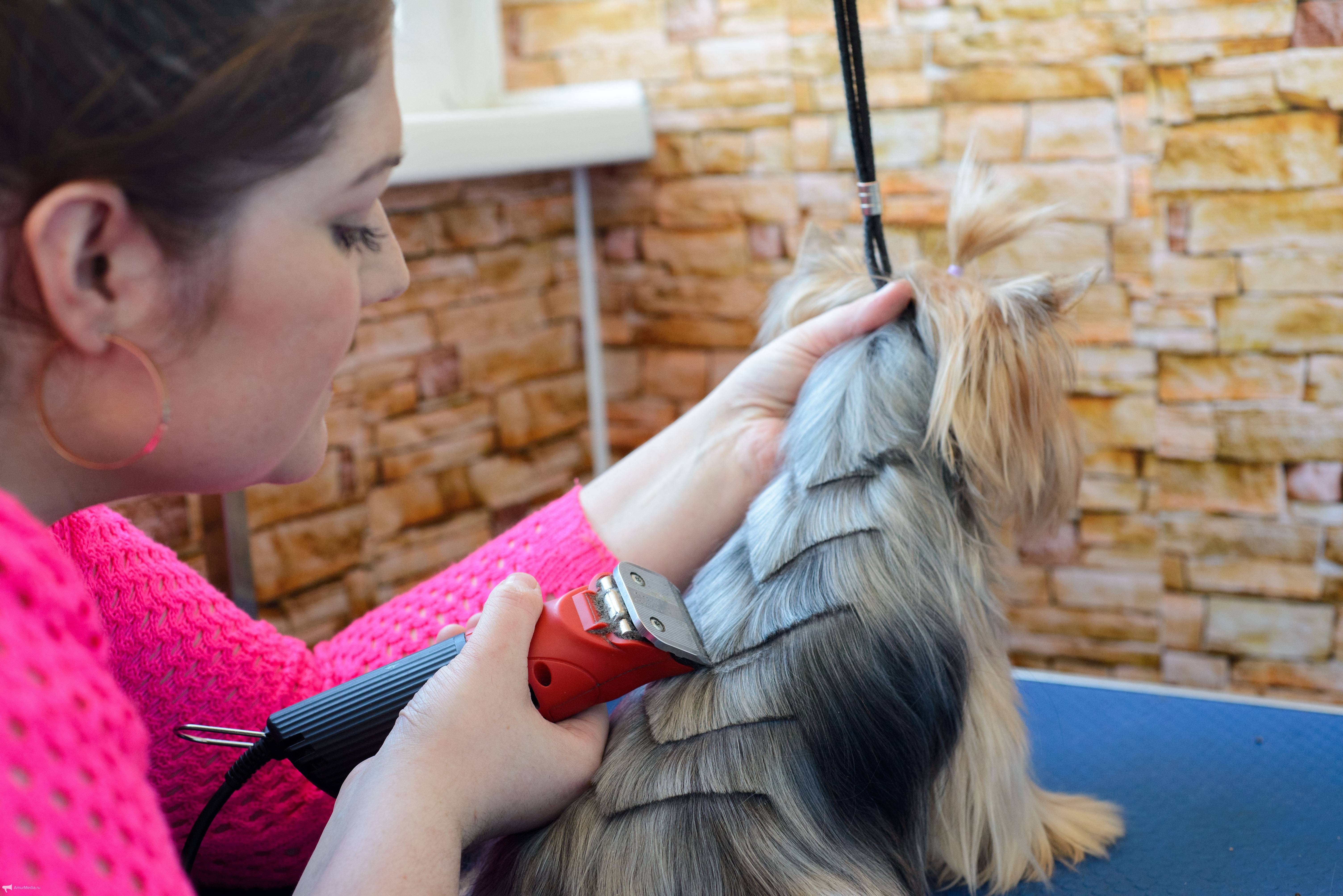 Все о профессии парикмахера собак: название специалистов по стрижке питомцев