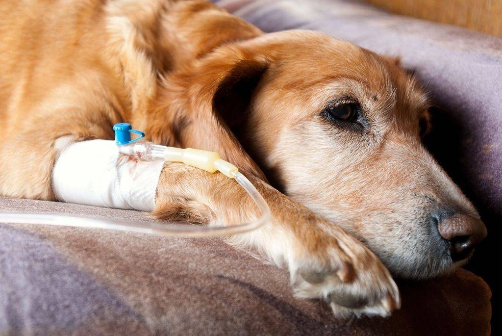 Энтерит у собак: симптомы и лечение
