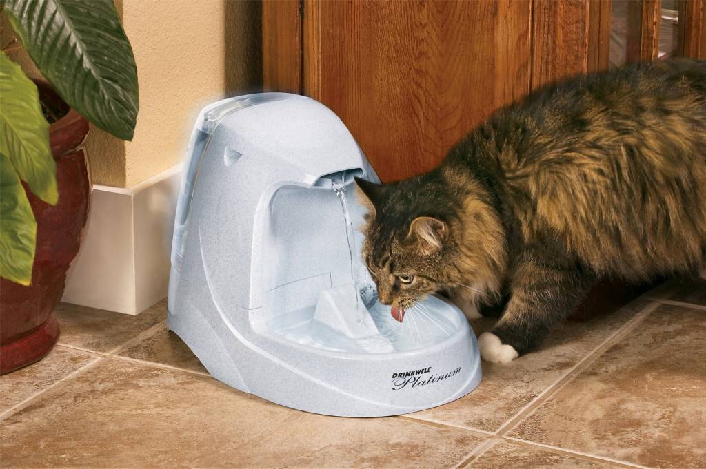 Отказ кошки от еды и воды: насколько опасно состояние