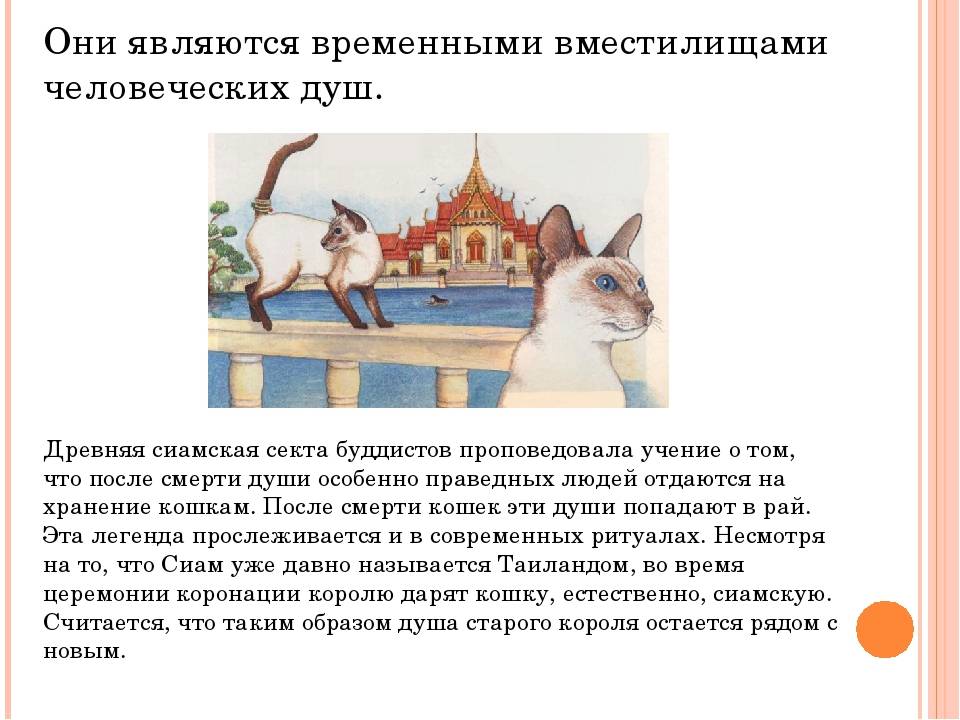 Что происходит с котом после смерти: куда уходит их душа