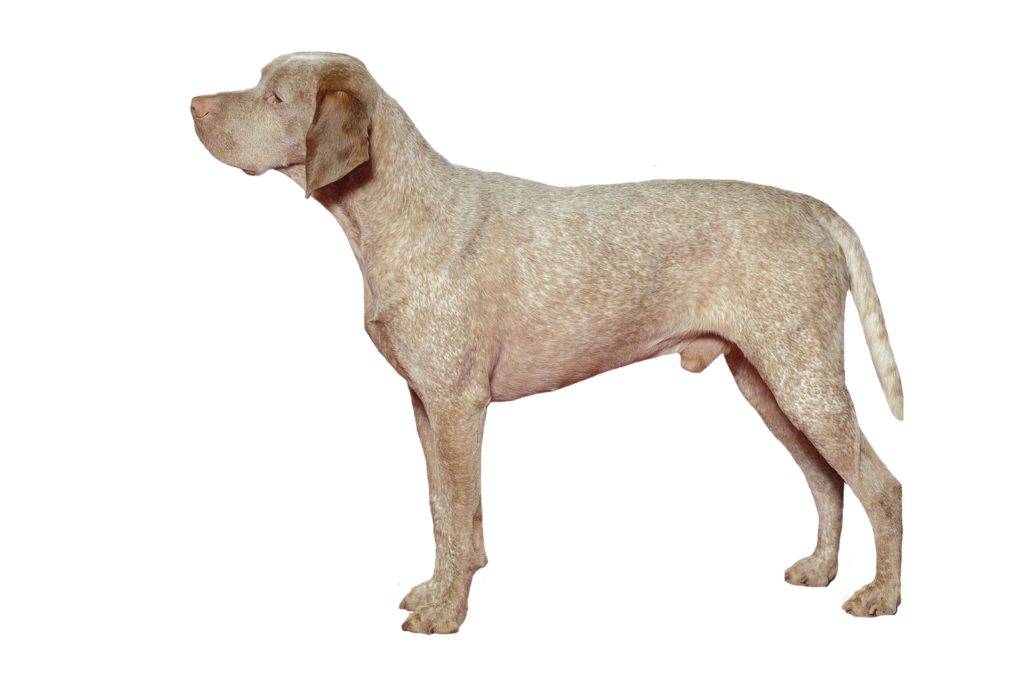 Итальянский бракк (bracco italiano)