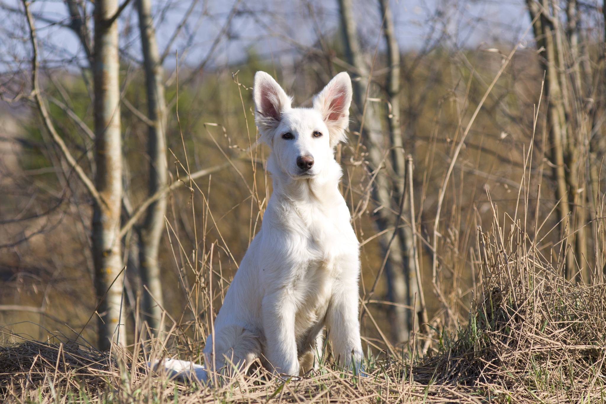 Швейцарская овчарка (фото): белоснежный пес — преданный и умный друг