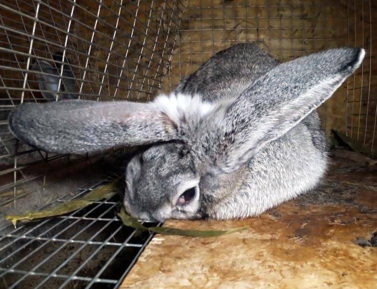 Причины гибели кроликов и что с этим делать