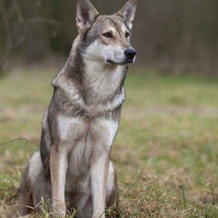 Волчья собака сарлоса — википедия. что такое волчья собака сарлоса