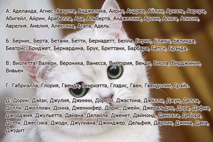 Популярные английские имена для кошек и котов