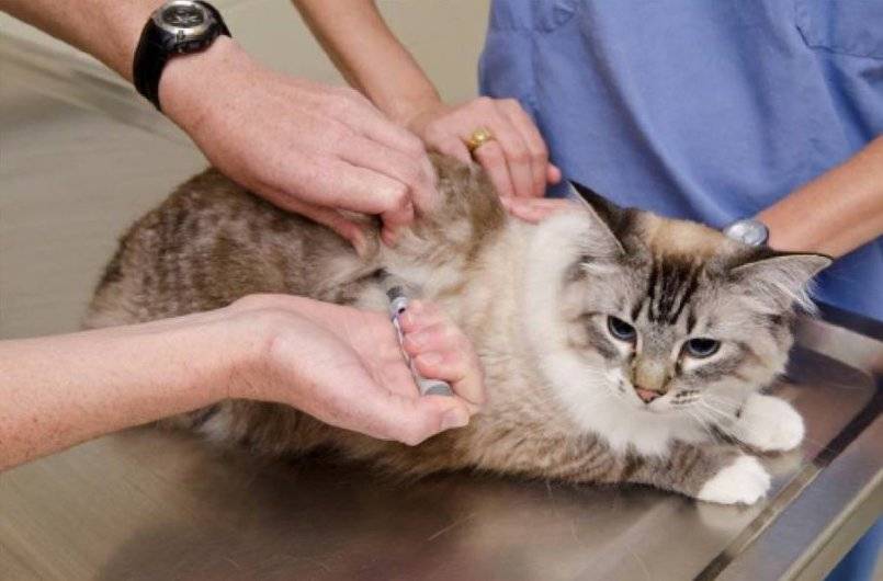 Способ применения гормональных уколов депо-провера для кошки против гуляния
