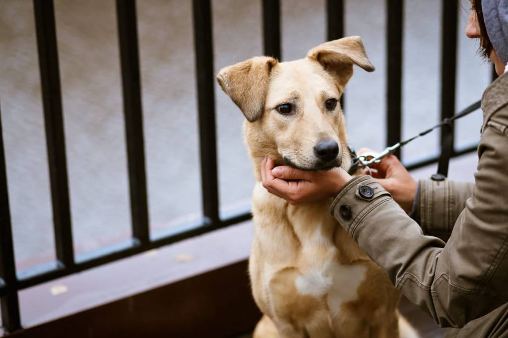 Топ-10 самых умных пород собак в рейтинге zuzako на 2021 год