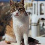 Эгейская кошка (16 фото): описание породы. как выглядят трехцветные кошка и кот? советы по уходу за питомцем