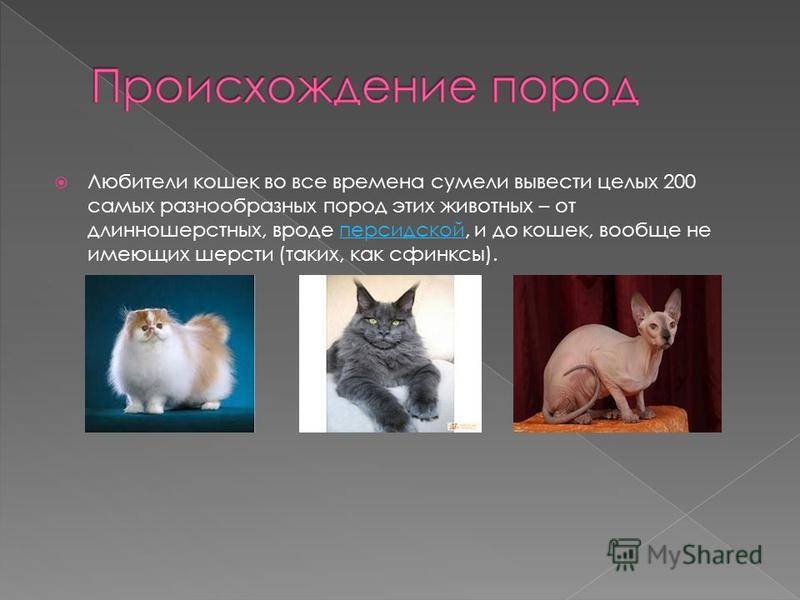 Можно ли приручить диких кошек: фото и описание самых опасных пород