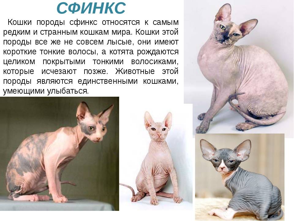 Донской сфинкс. о породе кошек: описание породы донской сфинкс, цены, фото, уход
