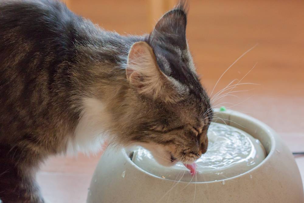 Сколько кошка может прожить без еды и без воды
