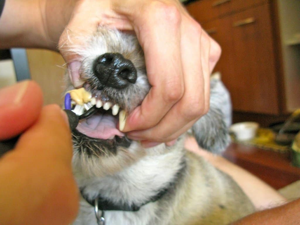 Зубной камень у собак | компетентно о здоровье на ilive