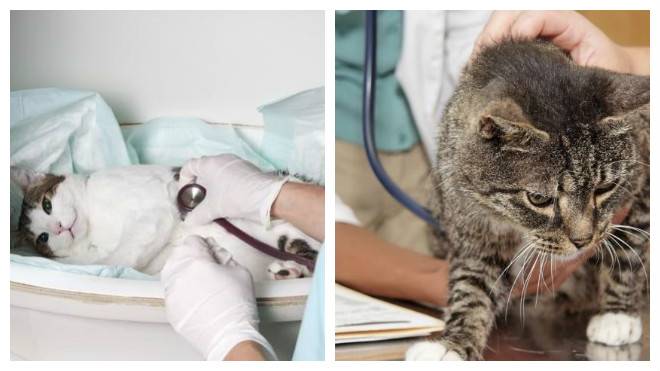 Идиопатический цистит кошек (fic) – статья о лечении животных ивц мва