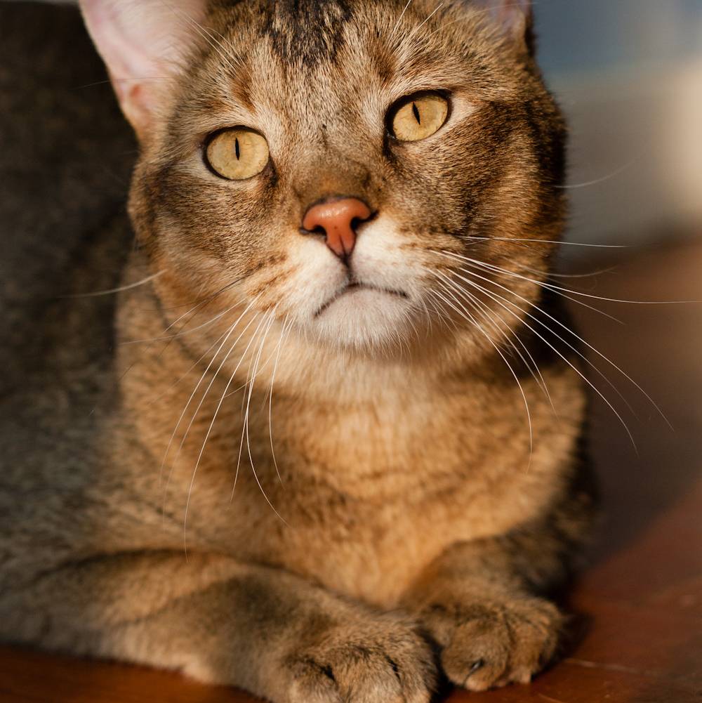 Чаузи: 115 фото, характер, описание окраса и особенности породистых кошек
