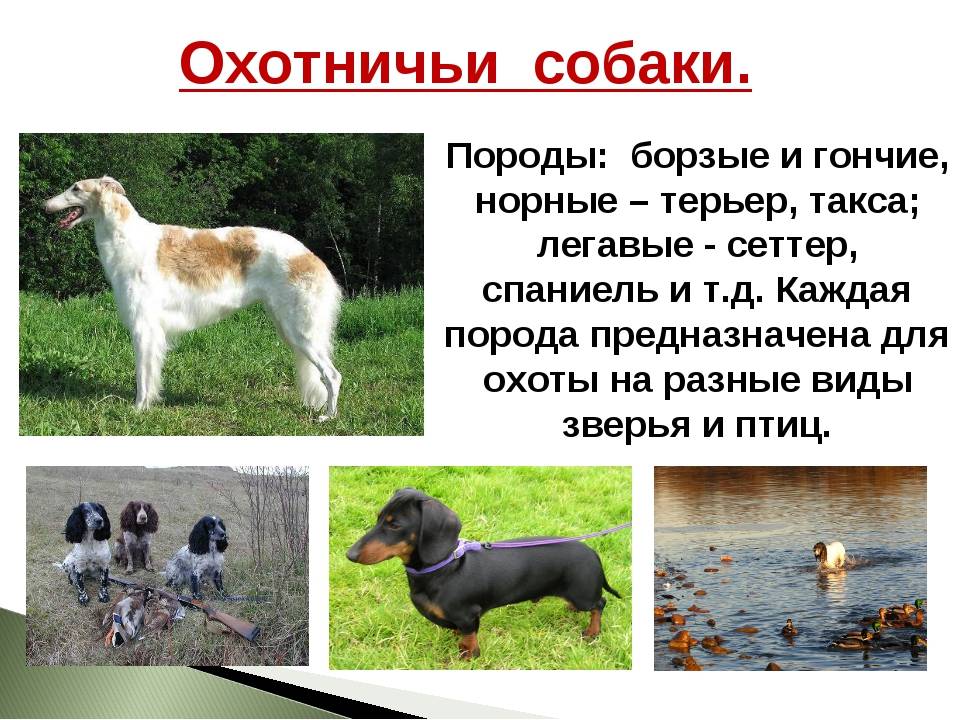 Самые лучшие собаки для охоты: обзор пород