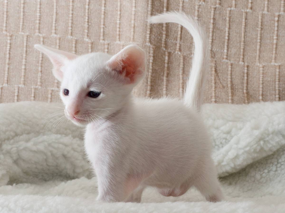 Белые кошки [фото + список пород]: суеверия, уход и особенности