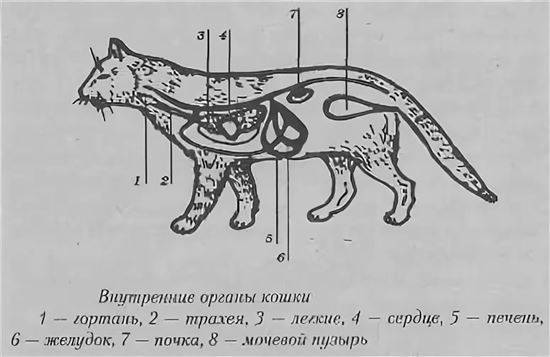 Органы кошки. Строение органов кота. Внутреннее строение кошки органы схема. Анатомия кошки расположение внутренних органов. Анатомия кошек Ветеринария внутренних органов.