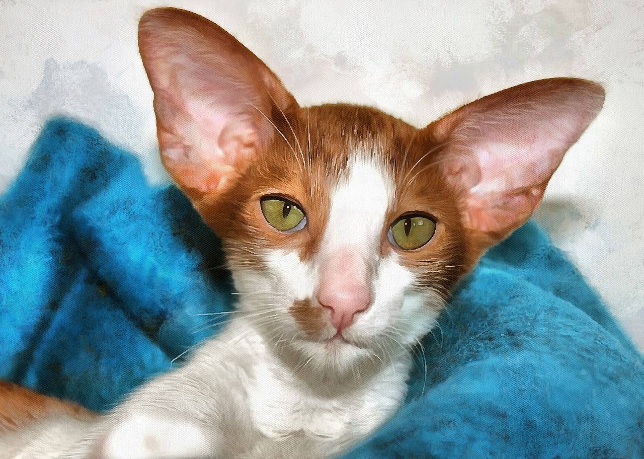 Как называются кошки с большими длинными ушами и вытянутым носом — фото и названия пород