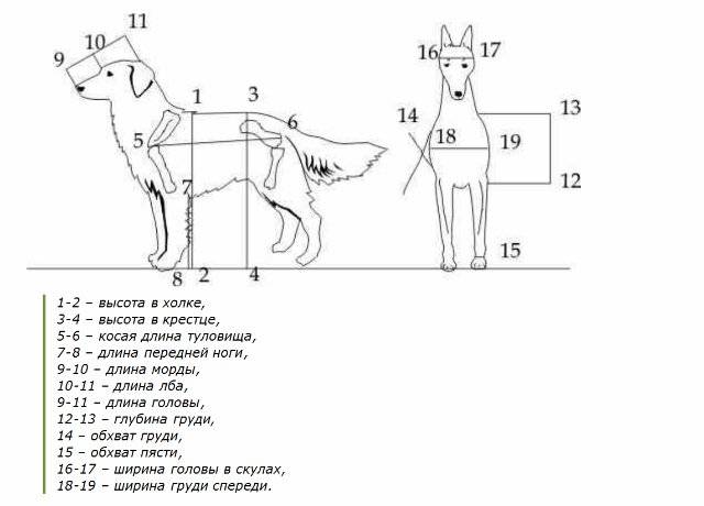 Измерение и промеры собак