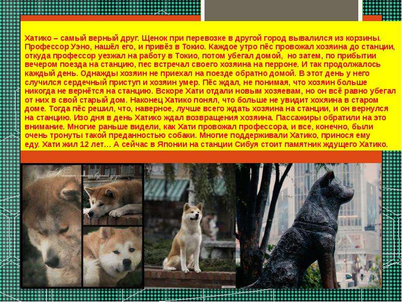 Порода собаки хатико – описание стандартов породы и история акита-ину