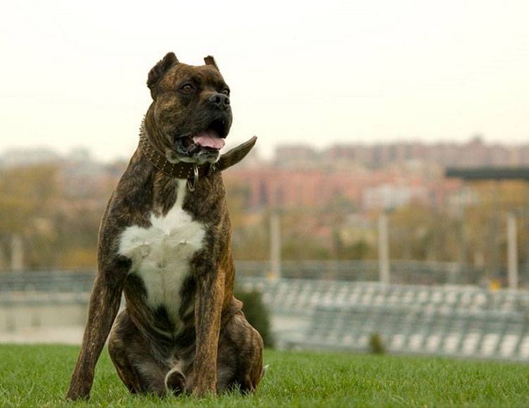 Собака дог: особенности породы королевский дог, разновидности догов, описание щенков