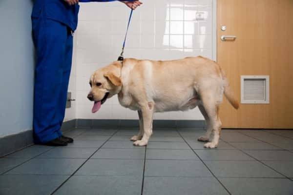 Холецистит у собак - лечение, диагностика | ветклиника берлога