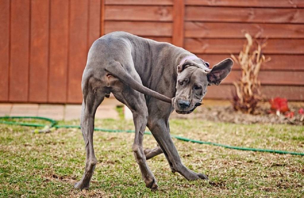 Почему собака бегает и кусает свой хвост – помощь и ответ специалистов