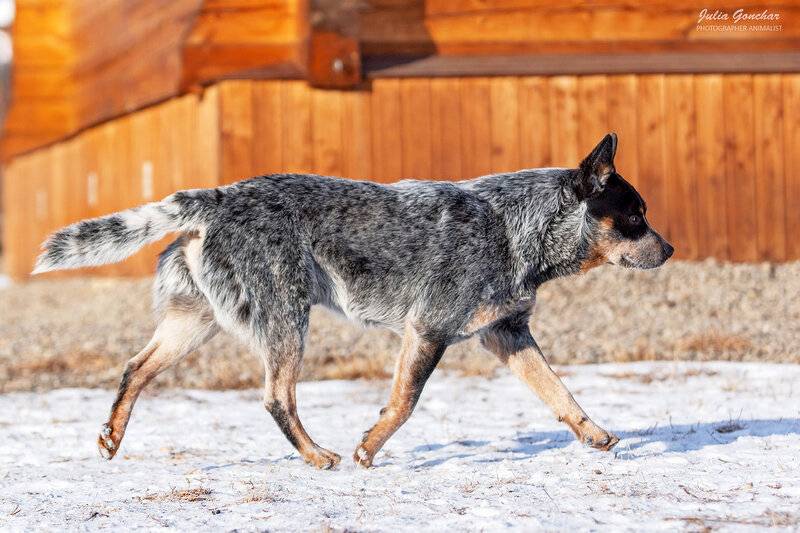 Австралийская пастушья собака (хилер, мини аусси): описание породы