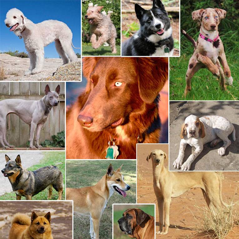 Лайка и хаски: различие пород собак