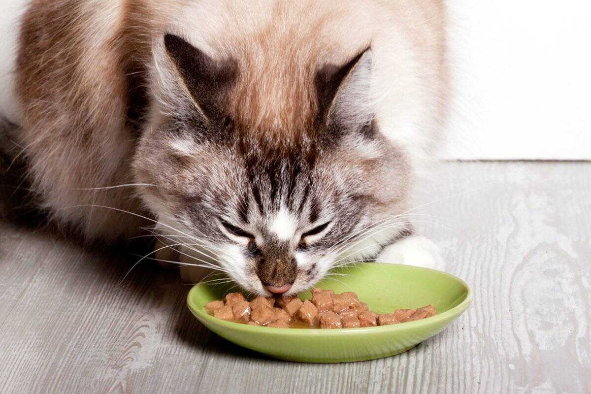 Почему кошку тошнит и рвет желтой или белой жидкостью после еды: причины, почему у кота не переваривается пища