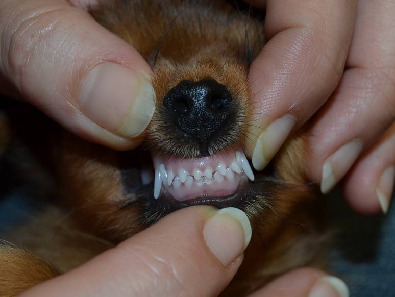 Зубы йорка: схема, кгда меняются у собаки, правильный прикус