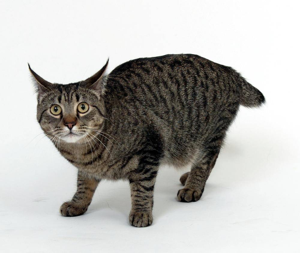 Порода кошек пиксибоб: отзывы владельцев и фото; как выглядит длинношерстный кот пикси-боб и пдш кошка; можно ли купить в россии, цена вопроса