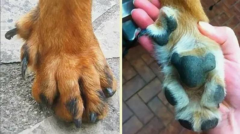 Ампутация прибылого пальца у собаки: техника выполнения