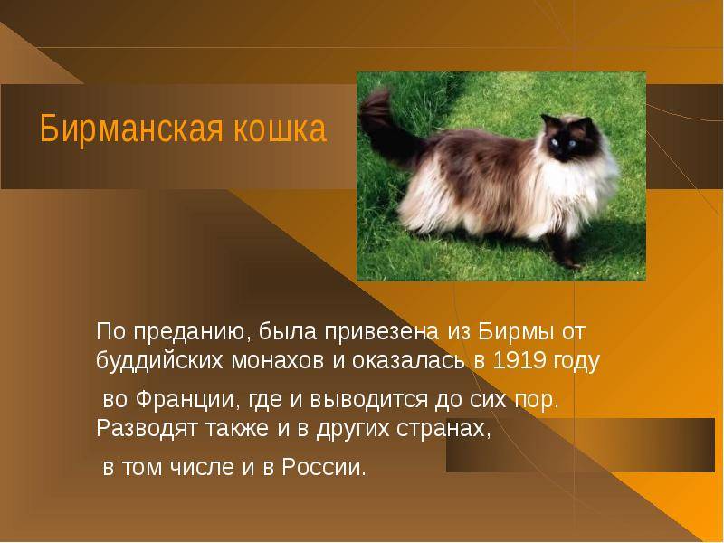 Описание характера бирманской породы кошки