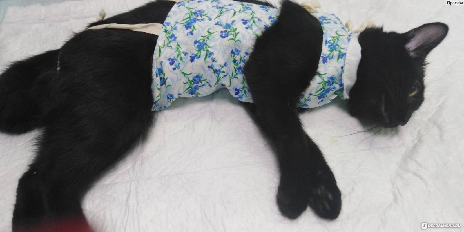Кошка после стерилизации не ходит в туалет: причины, чем помочь питомцу