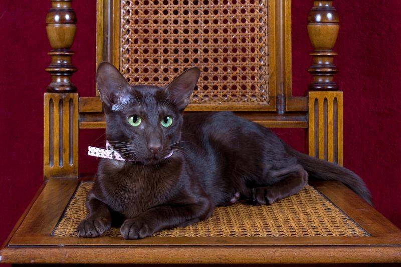 Гавана браун (гавана) - порода кошек - информация и особенностях | хиллс