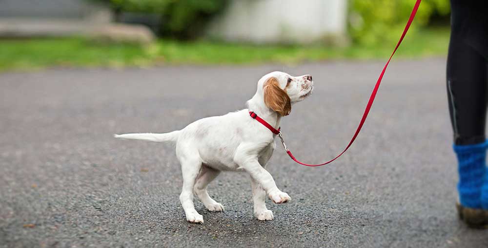 Как отучить собаку тянуть поводок на прогулке