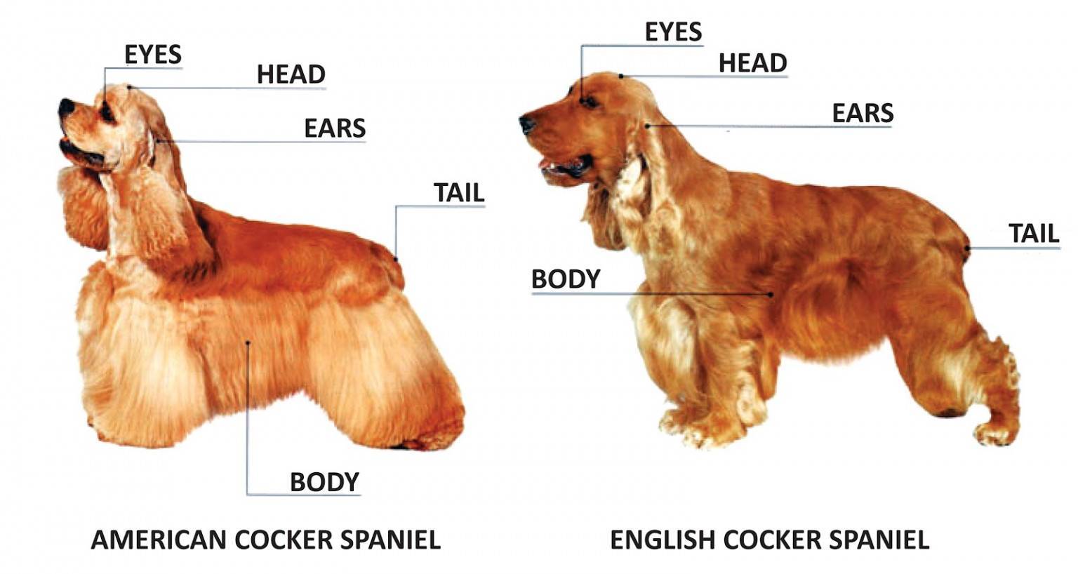 Континентальный той спаниель (папильон и фален): описание породы собак - моя собака