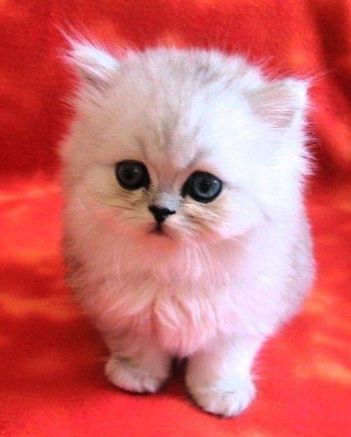 Маленькие кошки (27 фото): названия пород карликовых котята, самый маленький кот в мире