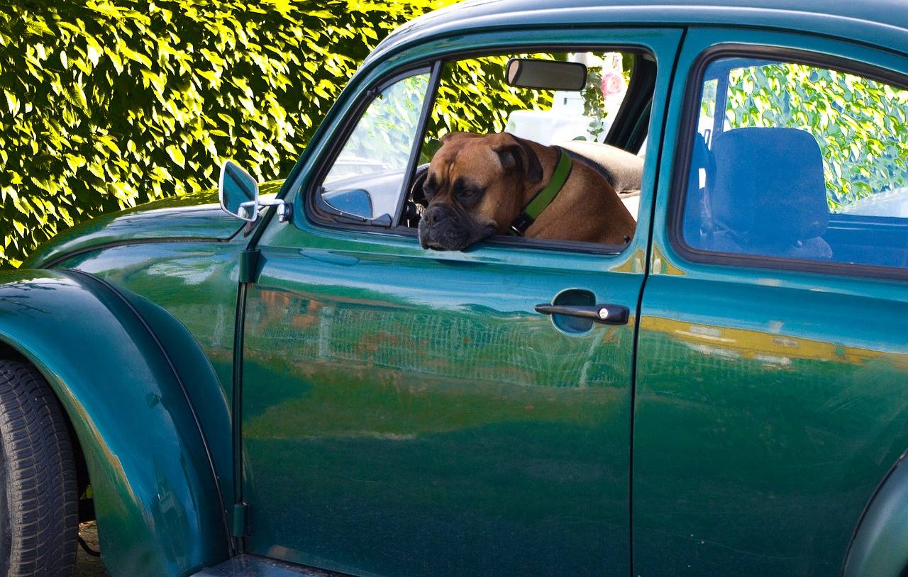 Собаку укачивает в машине: причины, что делать, список таблеток от укачивания