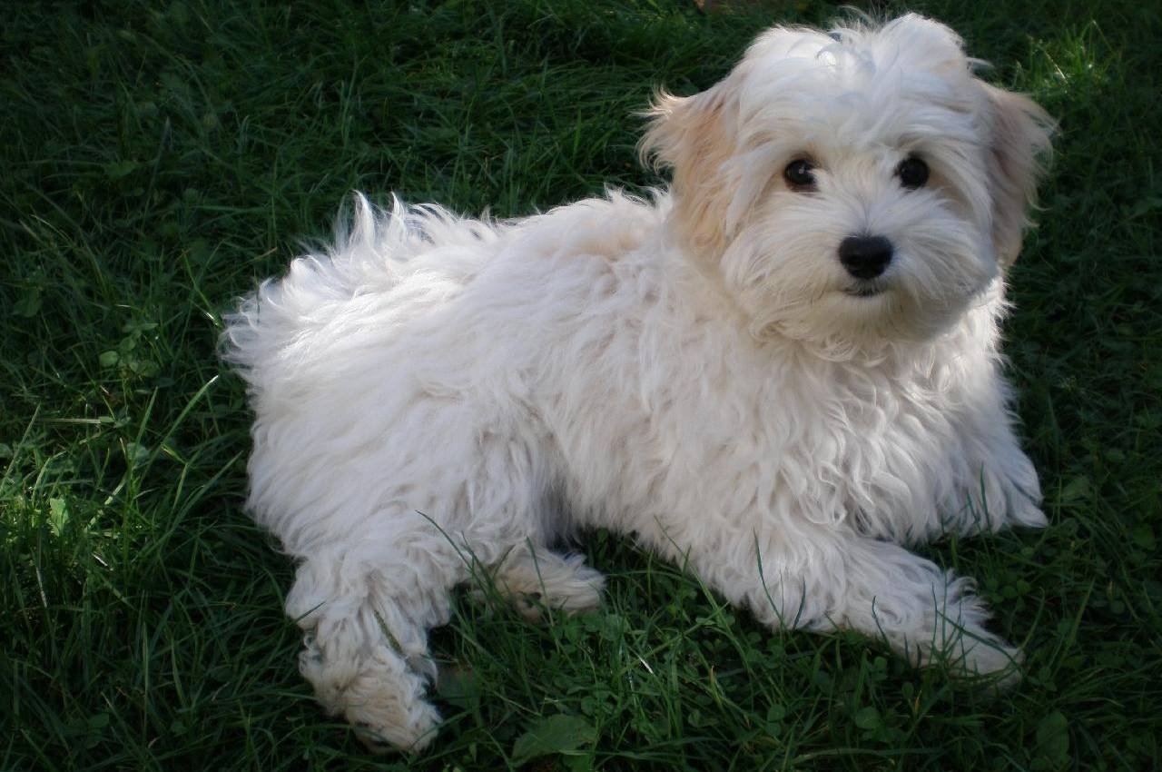 Болоньез: итальянская болонка, великолепная порода собак для дома