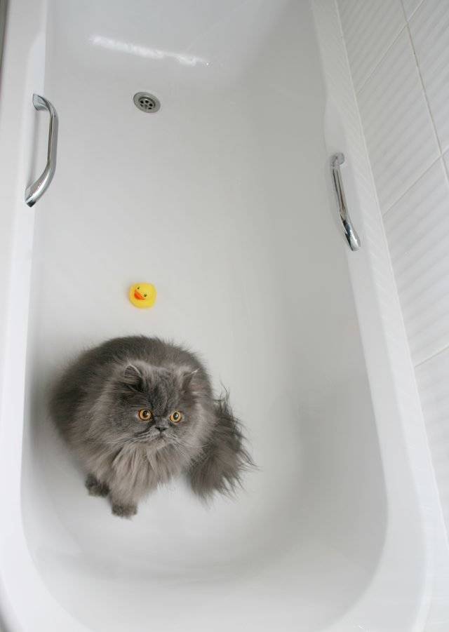 За что кошки любят ванны и раковины: 7 причин